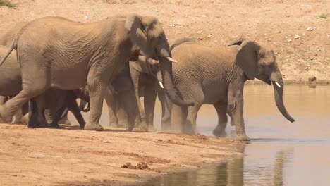 Eine-Große-Herde-Durstiger-Und-Staubiger-Afrikanischer-Elefanten-Kommt-An-Einer-Wasserstelle-An-Und-Trinkt-Und-Spielt-Im-Erindi-Park-Namibia-1