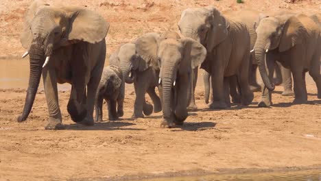 A-large-herd-of-thirsty-and-dusty-African-elephants-arrive-at-a-watering-hole-and-drink-and-play-in-Erindi-Park-Namibia-2