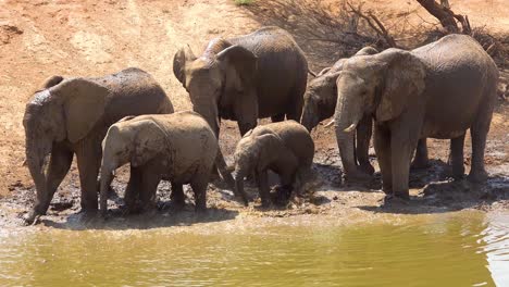 Bemerkenswerte-Aufnahmen-Einer-Familienherde-Afrikanischer-Elefanten,-Die-Ein-Schlammbad-An-Einer-Wasserstelle-Im-Erindi-Park-Namibia-Afrika-Genießen