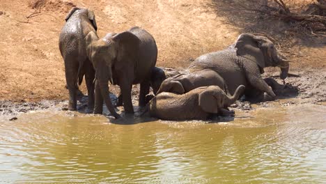 Imágenes-Notables-De-Una-Manada-Familiar-De-Elefantes-Africanos-Disfrutando-De-Un-Baño-De-Barro-En-Un-Abrevadero-En-El-Parque-Erindi-Namibia-áfrica-2