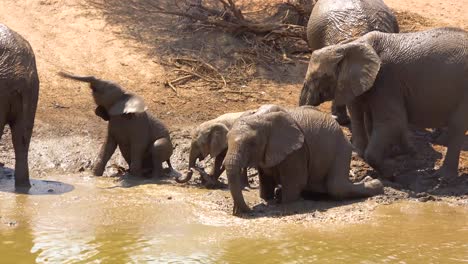 Bemerkenswerte-Aufnahmen-Einer-Familienherde-Afrikanischer-Elefanten,-Die-Ein-Schlammbad-An-Einer-Wasserstelle-Im-Erindi-Park-Namibia-Afrika-Genießen-4