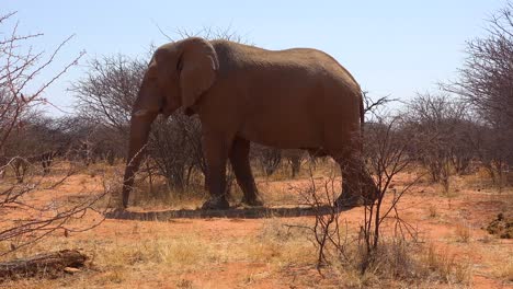 A-very-large-and-elegant-African-elephant-poses-in-the-bush-or-savannah-in-Erindi-Park-Namibia