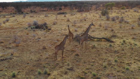 Antena-Sobre-Jirafas-De-Pie-En-La-Sabana-De-Safari-En-El-Parque-Erindi-Namibia