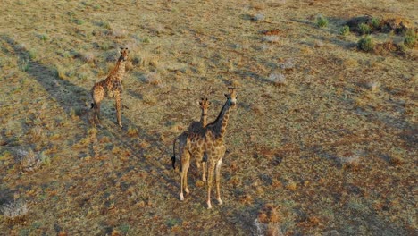Antena-Sobre-Jirafas-De-Pie-En-La-Sabana-De-Safari-En-El-Parque-Erindi-Namibia-1