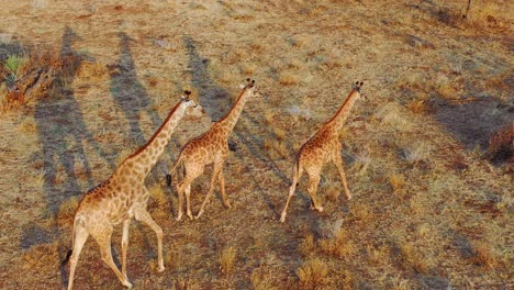 Hermosa-Antena-Sobre-Jirafas-Caminando-Por-La-Sabana-En-Un-Safari-En-El-Parque-Erindi,-Namibia
