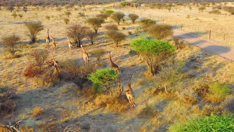 Erstaunliche-Antenne-über-Giraffen,-Die-Auf-Safari-In-Der-Savanne-Im-Erindi-Wildlife-Park-Namibia-Laufen