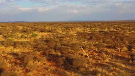 Excelente-Antena-De-Jirafas-Corriendo-En-La-Sabana-De-Safari-En-Erindi-Wildlife-Park-Namibia-1