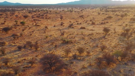 Schöne-Antenne-über-Giraffen,-Die-Auf-Safari-In-Der-Savanne-Im-Erindi-Park-Namibia-Spazieren-1