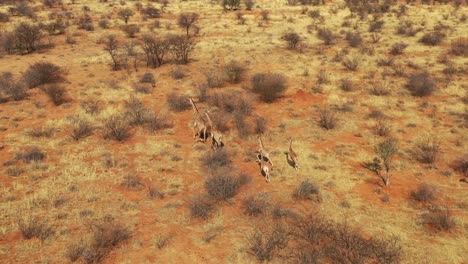 Excelente-Antena-De-Jirafas-Corriendo-En-La-Sabana-En-Safari-En-Erindi-Wildlife-Park,-Namibia-4