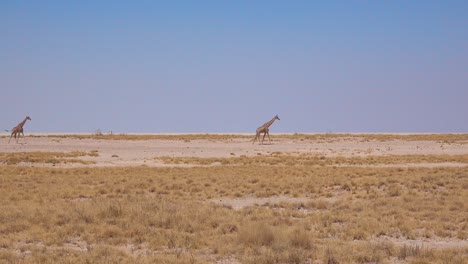 Two-giraffes-walk-across-a-dry-landscape-at-Etosha-National-Park-Namibia