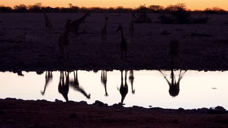 Remarkable-shot-of-giraffes-drinking-reflected-in-a-watering-hole-at-sunset-or-dusk-in-Etosha-National-Park-Namibia-1
