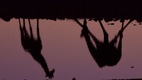 Remarkable-shot-of-giraffes-drinking-reflected-in-a-watering-hole-at-sunset-or-dusk-in-Etosha-National-Park-Namibia-6
