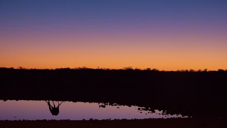 Bemerkenswerte-Aufnahme-Einer-Giraffe,-Die-Sich-Bei-Sonnenuntergang-Oder-In-Der-Abenddämmerung-Im-Etosha-Nationalpark-In-Namibia-In-Einer-Wasserstelle-Widerspiegelt-1