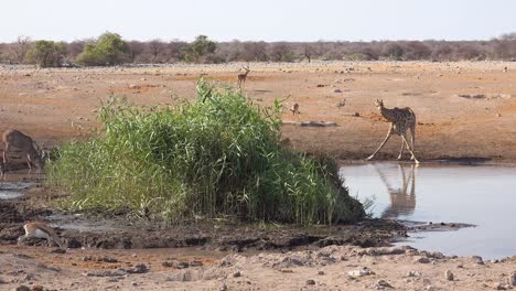 Aufnahme-Einer-Knienden-und-Trinkenden-Giraffe,-Die-Sich-In-Einer-Wasserstelle-Im-Etosha-Nationalpark-In-Namibia-Widerspiegelt