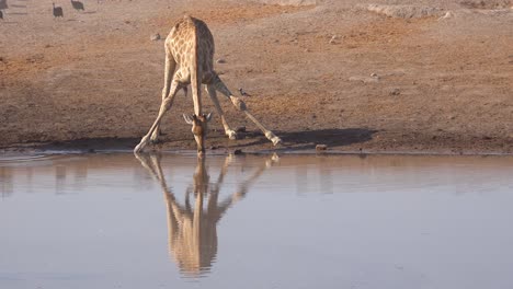 Aufnahme-Einer-Knienden-Und-Trinkenden-Giraffe,-Die-Sich-In-Einer-Wasserstelle-Im-Etosha-Nationalpark-In-Namibia-Widerspiegelt-1