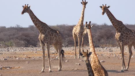 Varias-Jirafas-De-Pie-En-Un-Grupo-En-Las-Llanuras-Secas-Del-Parque-Nacional-De-Etosha,-Namibia