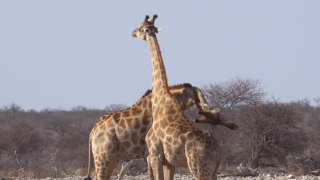 Zwei-Jugendliche-Giraffen-Spielen,-Indem-Sie-Sich-Mit-Dem-Kopf-Aneinanderstoßen,-Um-Ihre-Dominanz-Zu-Demonstrieren
