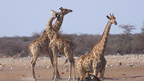 Zwei-Heranwachsende-Giraffen-Spielen-Mit-Dem-Kopf-Aneinander,-Um-Dominanz-Zu-Demonstrieren-1