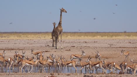Two-giraffes-wait-at-a-watering-hole-with-dozens-of-sprinkbok-antelopes-in-foreground-Etosha-National-Park-namibia