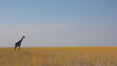 Una-Jirafa-Solitaria-Camina-Sobre-La-Sabana-Abierta-En-El-Parque-Nacional-De-Etosha,-Namibia-1