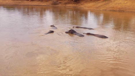 Sehr-Gute-Antenne-über-Einer-Wasserstelle-Mit-Einer-Gruppe-Von-Flusspferden,-Die-Im-Erindi-Park-Namibia-Afrika-Baden-1