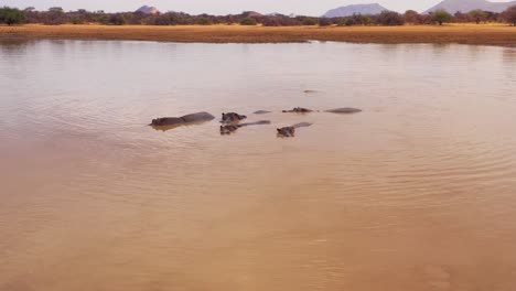 Sehr-Gute-Antenne-über-Einer-Wasserstelle-Mit-Einer-Gruppe-Von-Flusspferden,-Die-Im-Erindi-Park-Namibia-Afrika-Baden-2