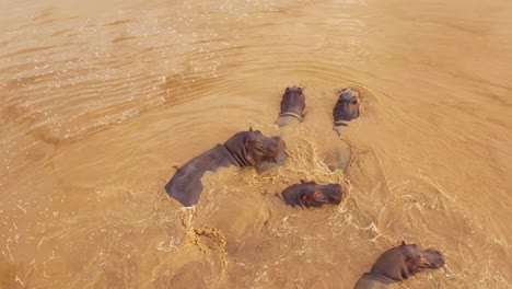Very-good-aerial-over-a-watering-hole-with-a-group-of-hippos-bathing-in-Erindi-Park-Namibia-Africa-3