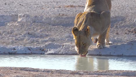 Una-Hembra-De-León-Bebe-En-Un-Abrevadero-En-África-En-El-Parque-Nacional-De-Etosha,-Namibia