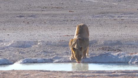 Ein-Weiblicher-Löwe-Trinkt-An-Einer-Wasserstelle-In-Afrika-Im-Etosha-National-Park-Namibia-1