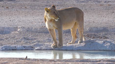 Una-Hembra-De-León-Se-Encuentra-Junto-A-Un-Abrevadero-En-África-En-El-Parque-Nacional-De-Etosha,-Namibia