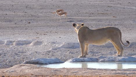 Ein-Weiblicher-Löwe-Steht-Neben-Einer-Wasserstelle,-Die-Beute-Springbock-Antilopen-In-Der-Ferne-Im-Etosha-Nationalpark-Namibias-Betrachtet
