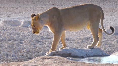 A-female-lion-stands-beside-a-watering-hole-in-Africa-at-Etosha-National-Park-Namibia-1