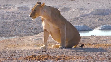 A-female-lion-lies-down-beside-a-watering-hole-in-Africa-at-Etosha-National-Park-Namibia