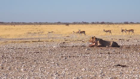 Zwei-Weibliche-Löwen-Sitzen-In-Der-Savanne-In-Afrika-Und-Denken-über-Ihre-Nächste-Mahlzeit-Nach,-Während-Springbock-Antilopen-In-Entfernung-1-Vorbeigehen