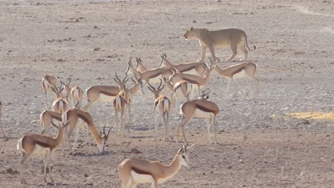 Ein-Weiblicher-Löwe-Jagt-In-Der-Savanne-Afrikas-Mit-Springbockantilopen-überall