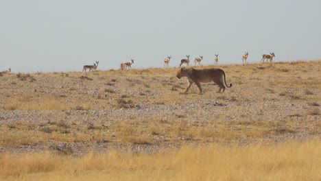 Ein-Weiblicher-Löwe-Jagt-Auf-Der-Savanne-Afrikas-Mit-Springbockantilopen-Rund-Um-1