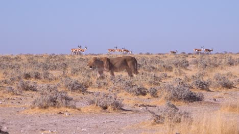 Ein-Weiblicher-Löwe-Jagt-In-Der-Savannenebene-Afrikas-Mit-Springbock-Antilopen-Rundherum-1