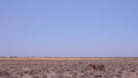 Una-Hembra-De-León-Caza-En-La-Vasta-Llanura-De-La-Sabana-Seca-De-África-En-El-Parque-Nacional-De-Etosha,-Namibia