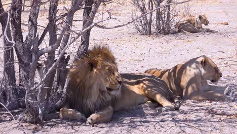 A-pride-of-lions-sits-on-the-savannah-plains-of-Africa-on-safari-in-Etosha-National-Park-Namibia