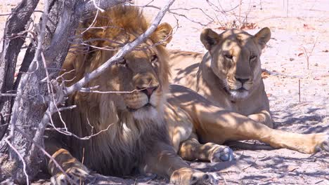 Ein-Rudel-Löwen-Sitzt-Auf-Den-Savannenebenen-Afrikas-Auf-Safari-Im-Etosha-Nationalpark-Namibia-1n