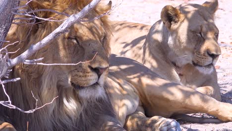 Ein-Rudel-Löwen-Sitzt-Auf-Den-Savannenebenen-Afrikas-Auf-Safari-Im-Etosha-Nationalpark-Namibia-2