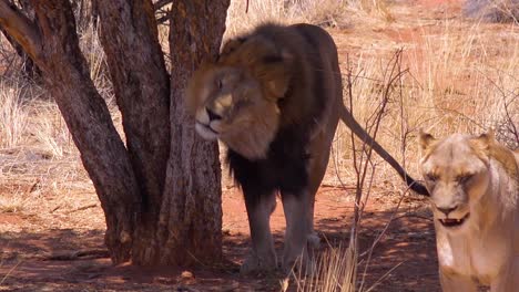 Ein-Männlicher-Löwe-Kratzt-Sich-Auf-Einer-Safari-Im-Etosha-Nationalpark-Namibia-An-Einem-Baum