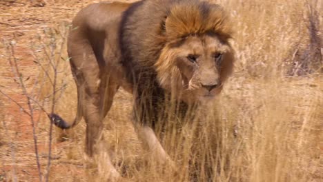 Ein-Männlicher-Löwe-Geht-Durch-Die-Savanne-Auf-Der-Jagd-Nach-Nahrung-In-Namibia-Afrika