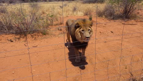 -Angry-and-aggressive-lions-are-few-raw-meat-at-a-wildlife-park-in-Africa