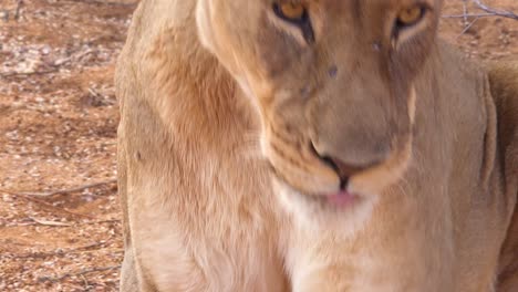 Extreme-Nahaufnahme-Eines-Schönen-Afrikanischen-Weiblichen-Löwen,-Der-Auf-Dem-Boden-Liegt-Namibia