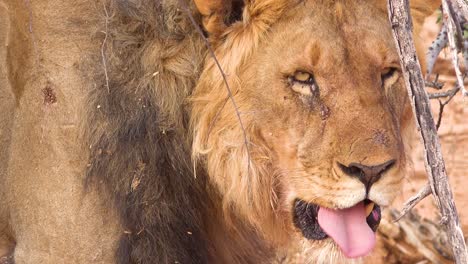 Extreme-Nahaufnahme-Eines-Stolzen-Männlichen-Löwengesichts-Im-Etosha-Nationalpark,-Namibia?