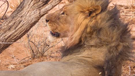 Extremo-Cerca-De-Un-Orgulloso-León-Macho-Rodando-Por-El-Suelo-En-El-Parque-Nacional-De-Etosha,-Namibia
