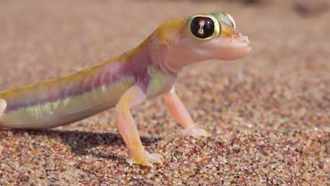 Una-Macro-De-Cerca-De-Un-Pequeño-Y-Lindo-Lagarto-Gecko-Del-Desierto-De-Namib-Con-Grandes-Ojos-Reflectantes-Se-Sienta-En-La-Arena-En-Namibia-1