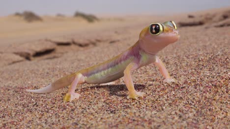 Una-Macro-De-Cerca-De-Un-Pequeño-Y-Lindo-Lagarto-Gecko-Del-Desierto-De-Namib-Con-Grandes-Ojos-Reflectantes-Se-Sienta-En-La-Arena-En-Namibia-2
