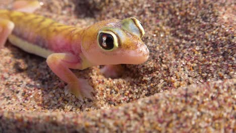 A-macro-close-up-of-a-cute-little-Namib-desert-gecko-lizard-with-large-reflective-eyes-digging-in-the-sand-in-Namibia-with-a-safari-vehicle-passing-background